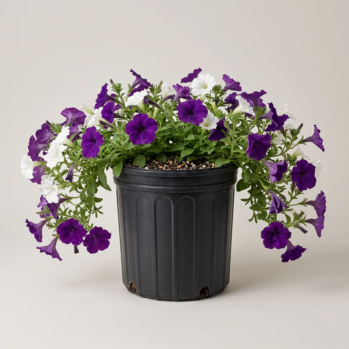 Petunia