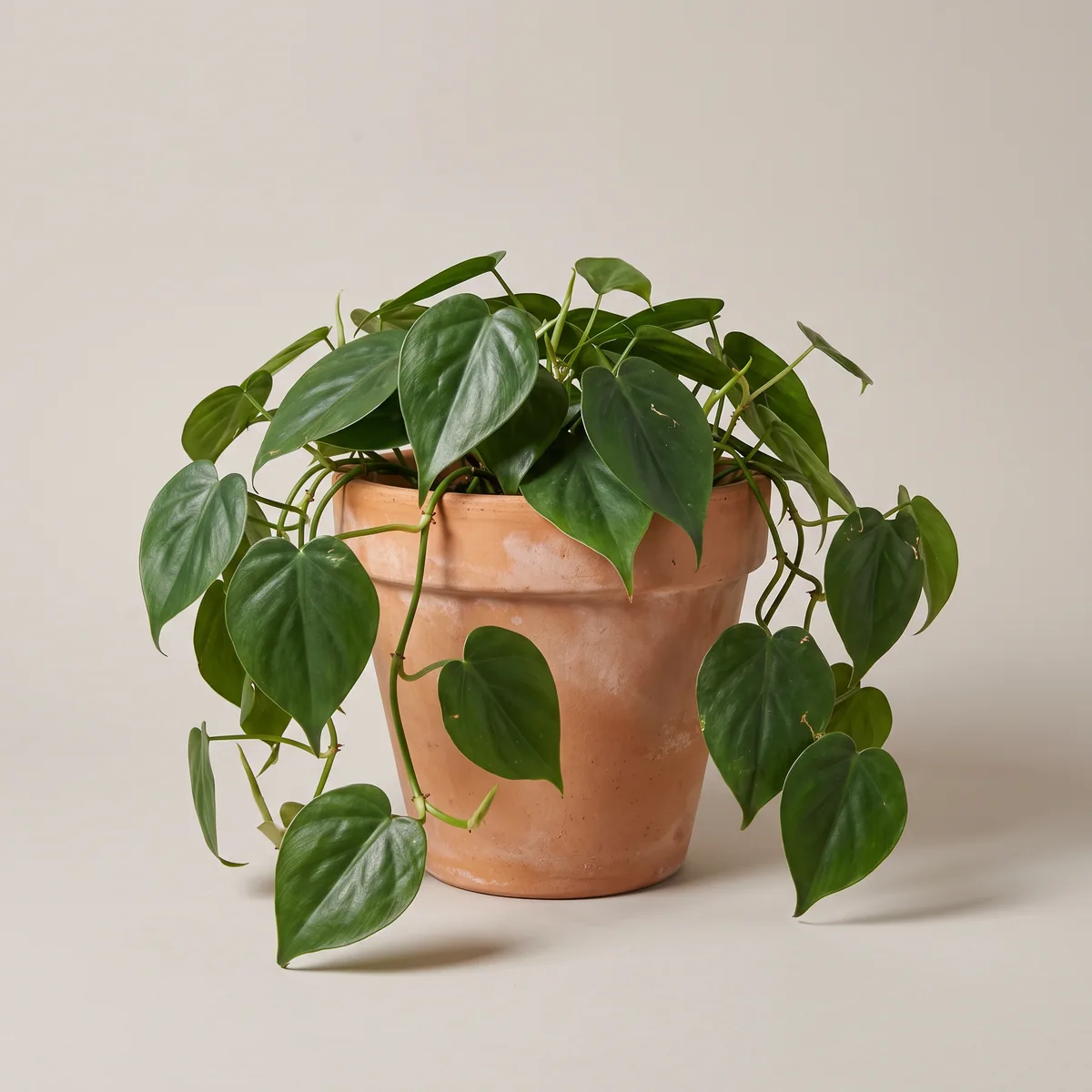 Heartleaf Philodendron