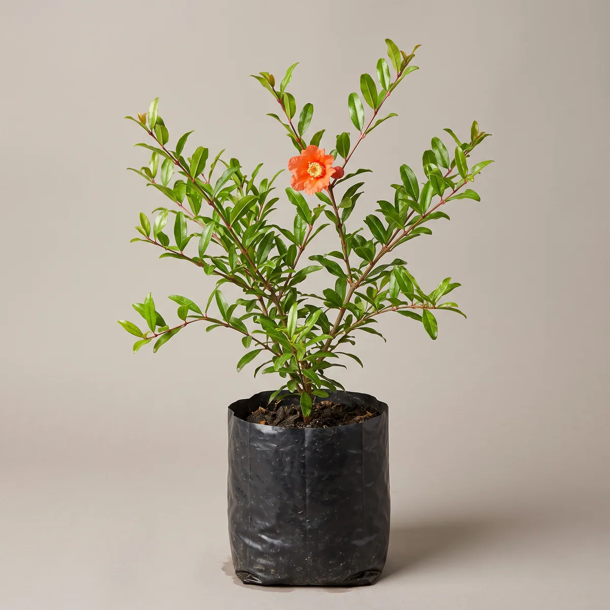 Pomegranate