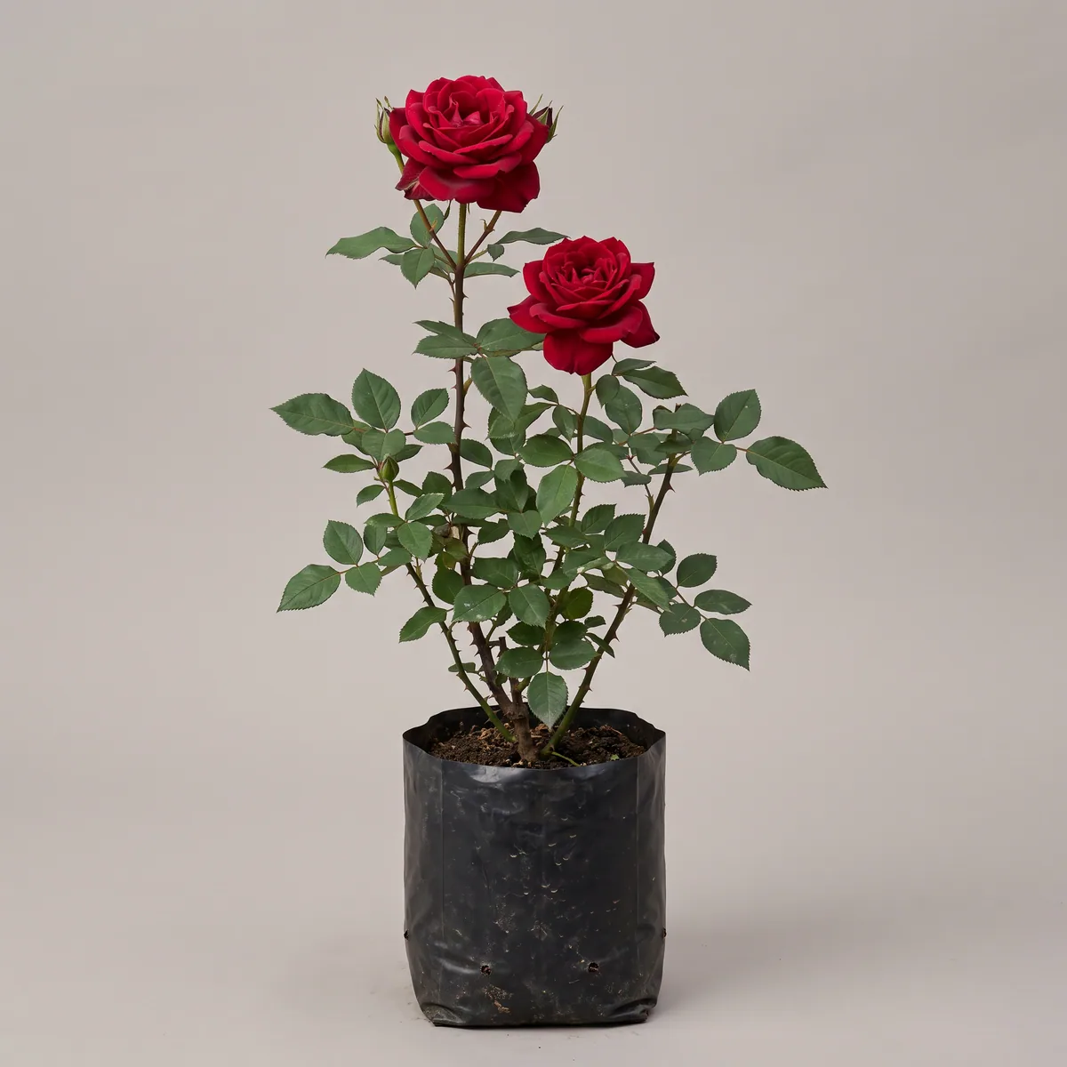 Rose (Gulab)