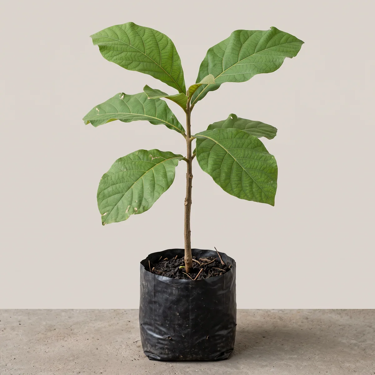 Teak (Sagwan)