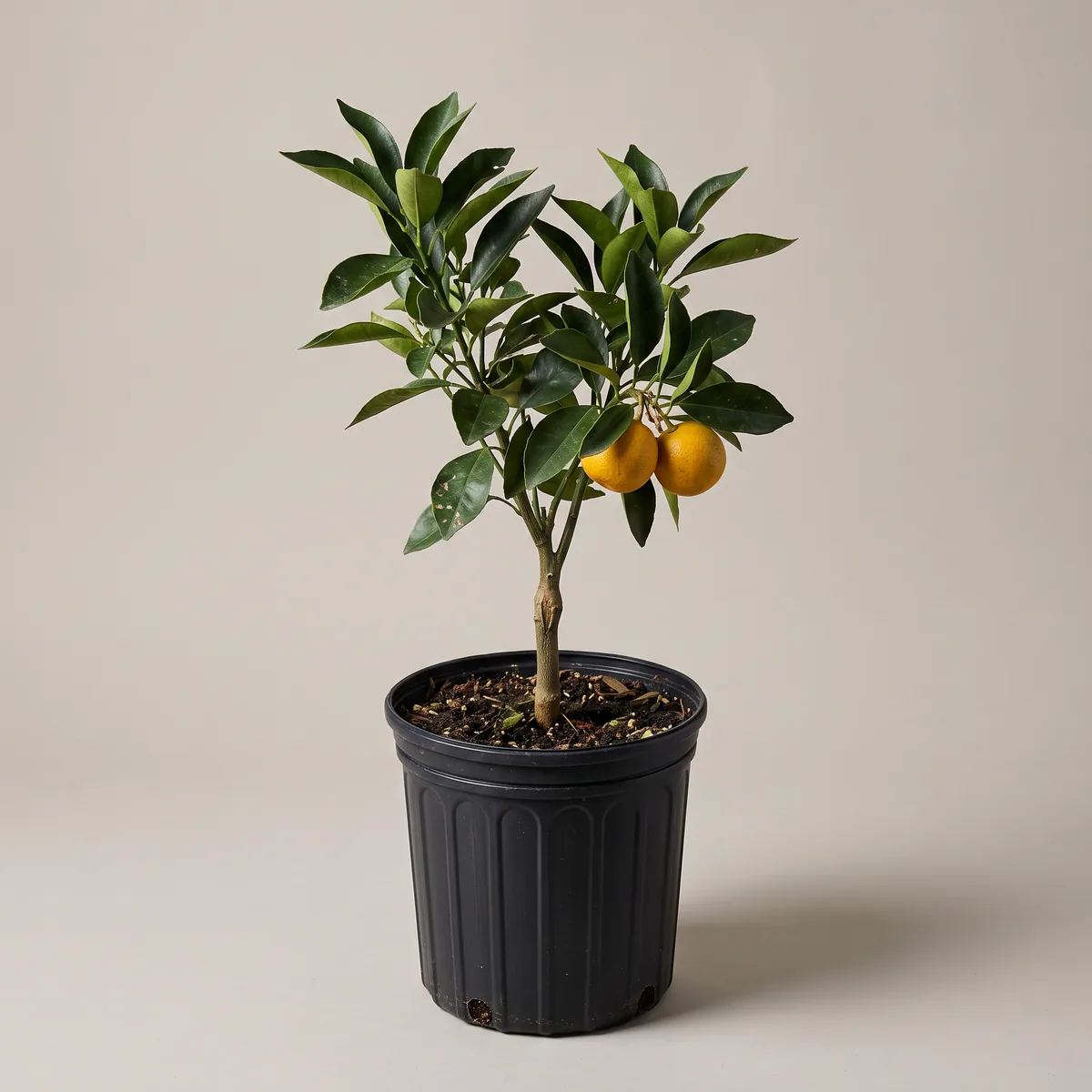Santra (Orange)