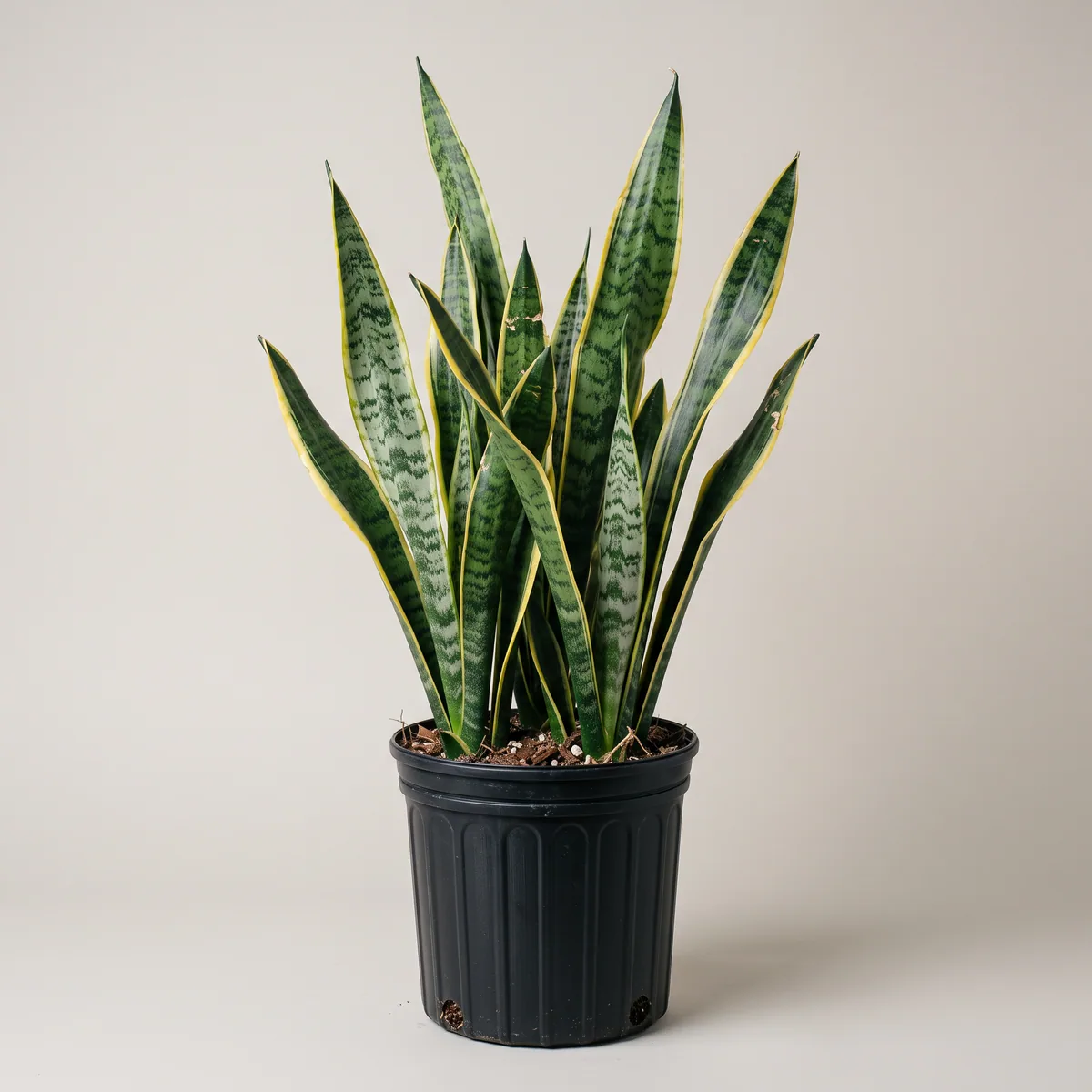 Snake Plant