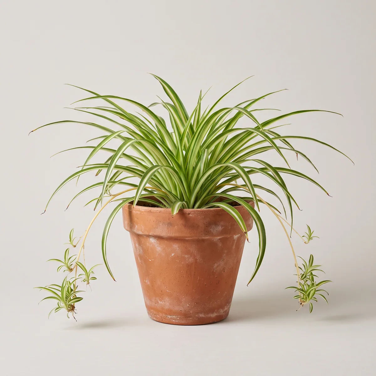 Spider Plant