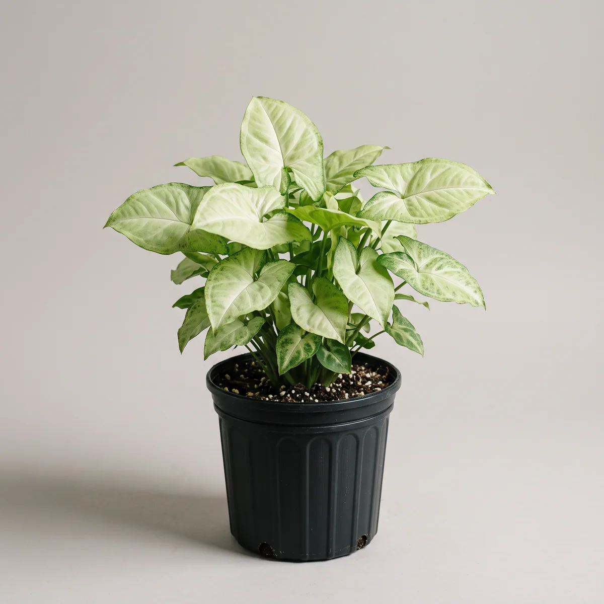 Syngonium
