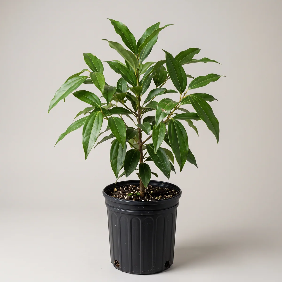 Tejpatta Plant