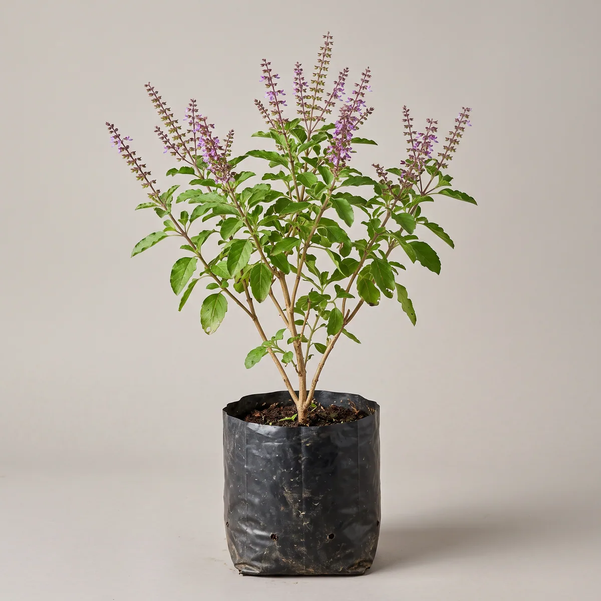 Tulsi (Holy Basil)