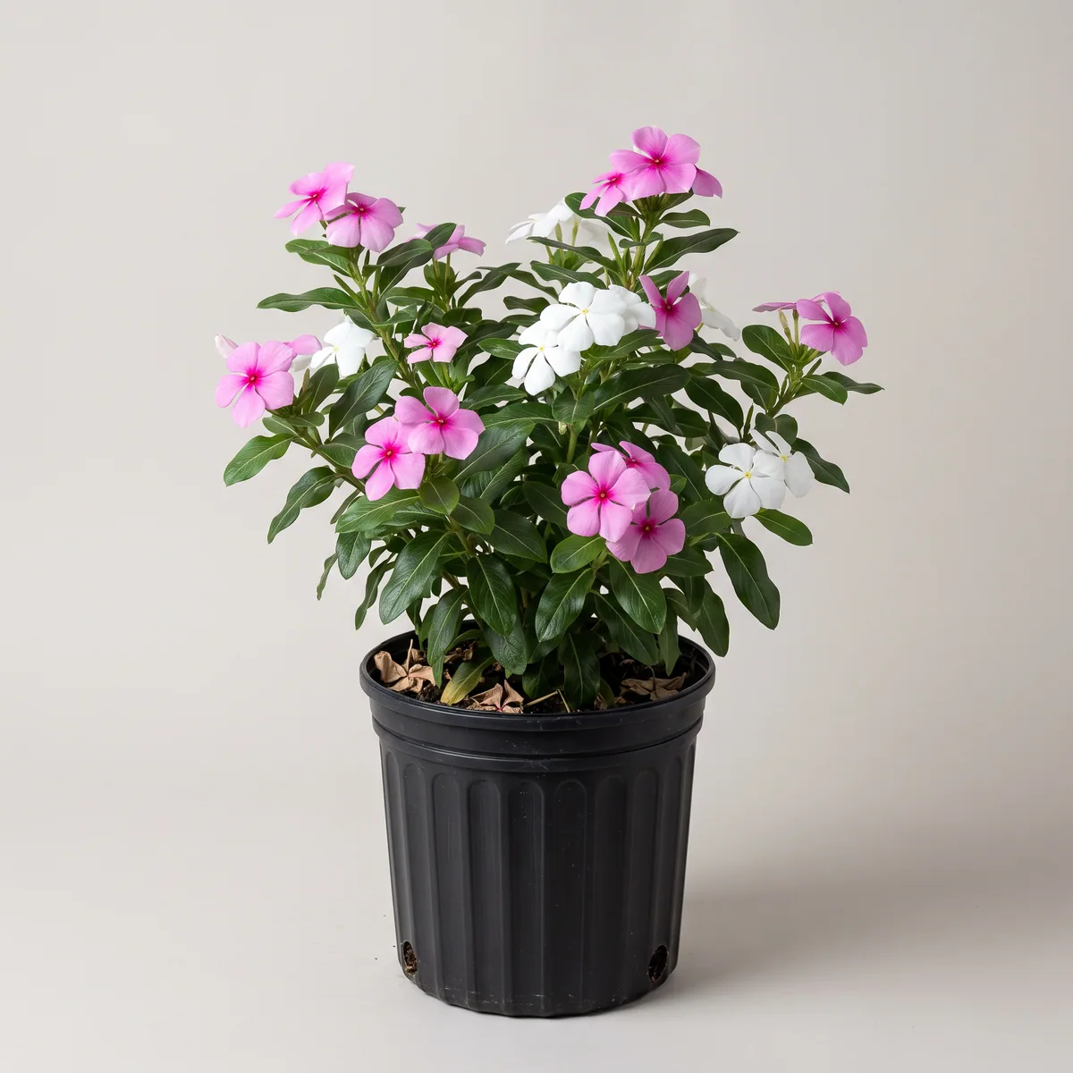 Sadabahar (Periwinkle)