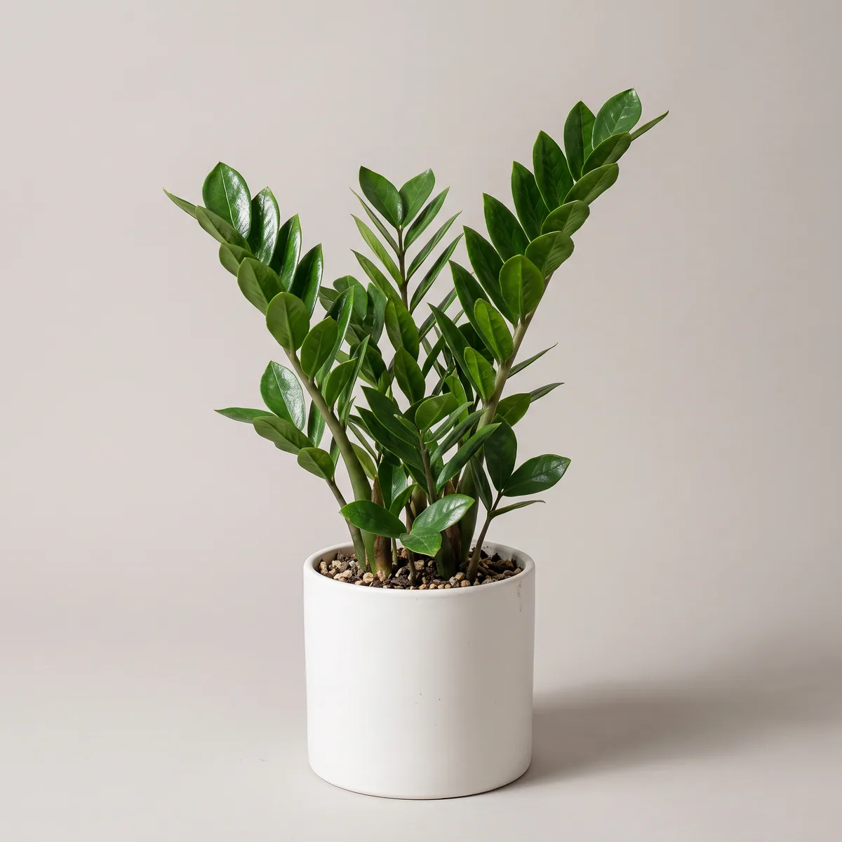 ZZ Plant